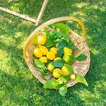 Lemon Garden - In Dubrovnik * Mlini