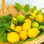 Apartmán Lemon Garden - In Dubrovnik Mlini