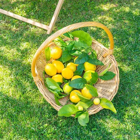Lemon Garden - In Dubrovnik * מליני