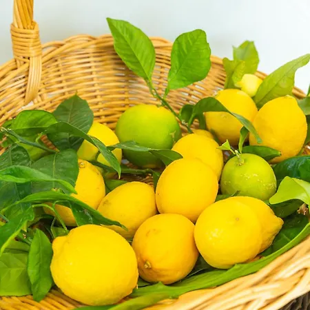 Daire Lemon Garden - In Dubrovnik Mlini