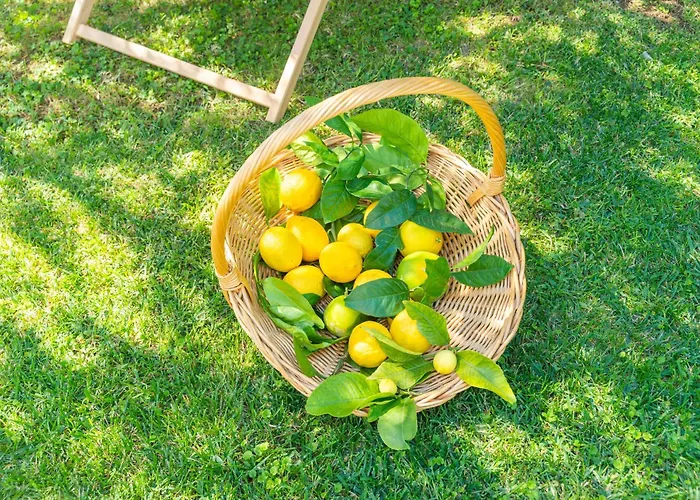 Lemon Garden - In Dubrovnik * مْليني